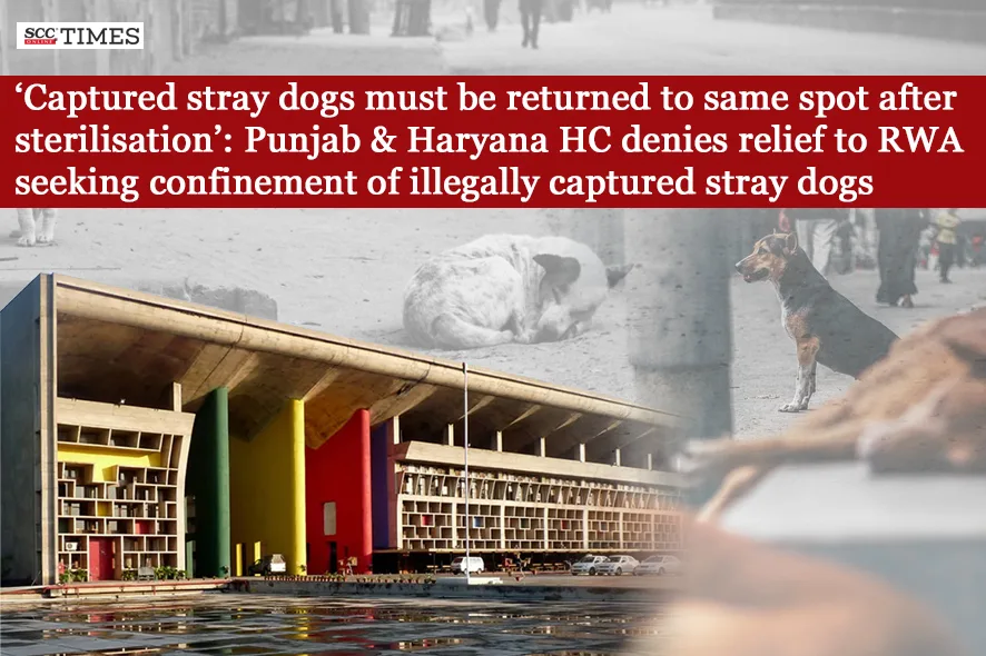 illegally captured stray dogs