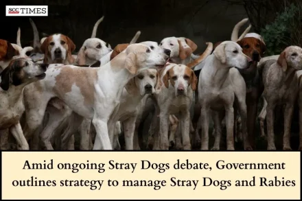 Stray Dogs