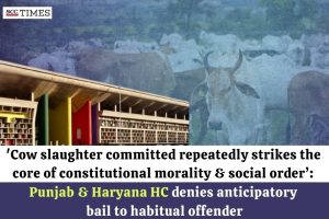 anticipatory bail in cow slaughter case