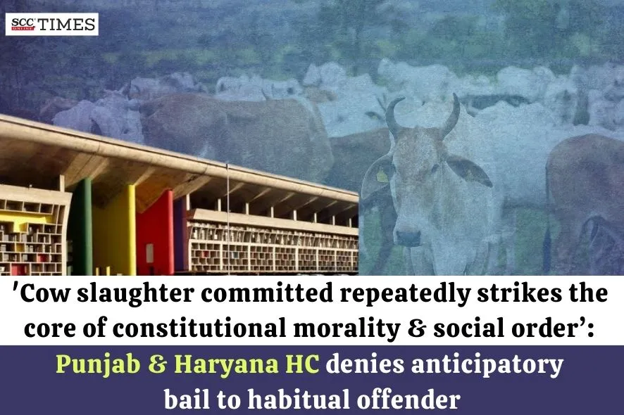 anticipatory bail in cow slaughter case