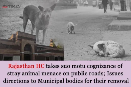 stray animal menace on public roads