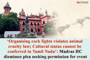 cock fight